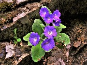 63 Primula albenensis alla S-cepa dol geru in Val Gerona (1220 m)